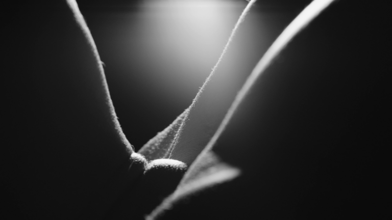 Elokuvajuliste: TAIDETTA TAITEEN VUOKSI: TIME QUARTET (2022)