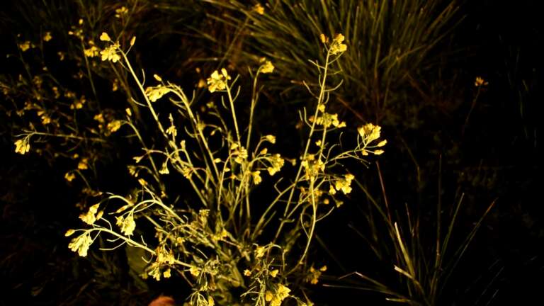 Elokuvajuliste: TAIDETTA TAITEEN VUOKSI: MUISTIJÄLKIÄ (2011-2023)