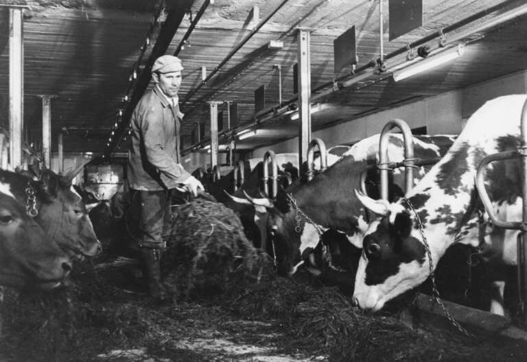 Elokuvajuliste: ÄIDINKASVOT (1994) & MAITOTILA (1980)